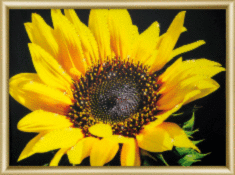 Готова картина стразами КС-161 "Сонячна квітка"