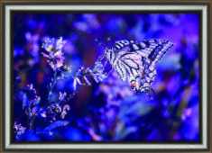 Набір картина стразами Crystal Art КС-1017 "Ніжний метелик"