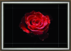 Набір картина стразами Crystal Art КС-1030 "Квіткова пристрасть"