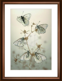 Набір картина стразами Crystal Art КС-1034 "Пурхання метеликів"