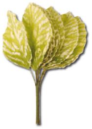 113SF Букет для декорування Зелені лисття