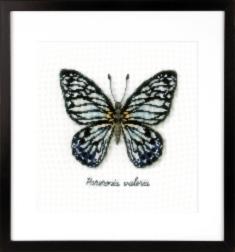 PN-0165403 Набір для вишивання хрестом Vervaco "Блакитний метелик"