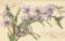35237 Набір для вишивання хрестом DIMENSIONS Orchids & Hummingbird "Орхідеї та колібрі"