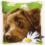 PN-0153855 Набор для вышивания крестом (подушка) Vervaco Chocolate Labrador "Шоколадный лабрадор"