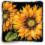 71-20083 Набор для вышивания подушки (гобелен) DIMENSIONS Dramatic Sunflower "Яркий подсолнух"