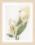 PN-0008015 Набір для вишивки хрестом LanArte Calla lily flower "Кали"