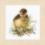 PN-0146975 Набір для вишивки хрестом LanArte Duckling I "Каченя I"