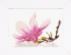 PN-0008304 Набор для вышивки крестом LanArte Magnolia Twig with Flower "Веточка магнолии". Каталог товарів. Набори