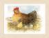 PN-0165381 Набор для вышивки крестом LanArte Mother Hen "Мама курица". Каталог товарів. Набори