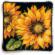 71-20083 Набор для вышивания подушки (гобелен) DIMENSIONS Dramatic Sunflower "Яркий подсолнух". Каталог товарів. Набори