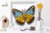Б-036 Набор для вышивки бисером на прозрачной основе "3-D Бабочка Appias Lyncida Vasava". Каталог товарів. Набори