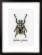 PN-0165400 Набор для вышивки крестом Vervaco Beige Beetle "Бежевый жук". Каталог товарів. Набори