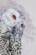 PN-0183826 Набор для вышивки крестом LanArte Snowy Owl "Полярная сова". Каталог товарів. Набори