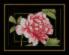 PN-0155749 Набор для вышивки Розовая роза, 33х24, аида 14, счетный крест LanArte. Каталог товарів. Набори