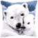 PN-0157960 Набор для вышивания крестом (подушка) Vervaco Polar bear "Полярный медведь". Каталог товарів. Набори