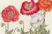 XBD15 Набор для вышивания крестом Poppy blooms "Мак цветёт" Bothy Threads. Каталог товарів. Набори